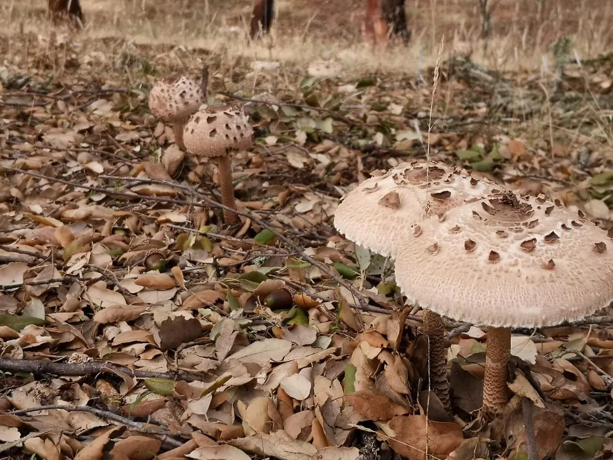 Apartamento Buhardilla Rustica Jabugo