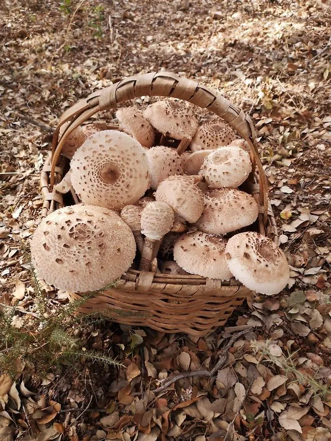 Apartamento Buhardilla Rustica Jabugo